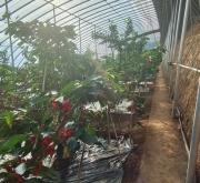 赤峰櫻桃商家電話號(hào)碼查詢