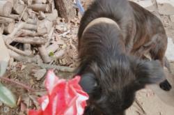 赤峰松山區(qū)黑子社區(qū)電話是多少