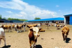 赤峰林西玩偶店電話地址查詢