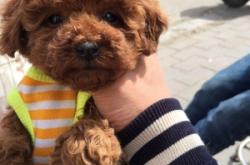 赤峰賣狗地方電話多少號