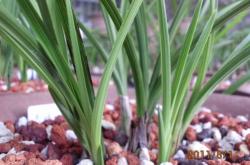 赤峰蘭花愛好者招聘電話號碼