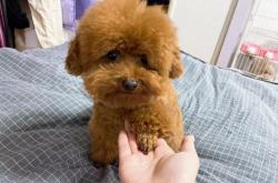 赤峰柒月寵物醫(yī)院電話號碼