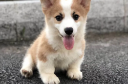 赤峰寵物行業(yè)加盟電話號碼多少