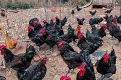 赤峰活禽配貨站大全電話號(hào)碼