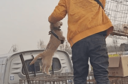 赤峰狗肉販子電話多少號