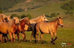 赤峰振邦汽修廠電話號碼