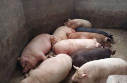 赤峰福鑫源豬肉店電話號碼