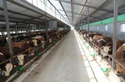 赤峰羊養(yǎng)殖廠家電話號碼