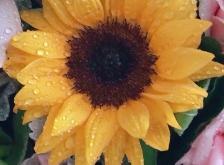 赤峰靜涵鮮花批發(fā)電話號(hào)碼