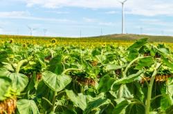 赤峰綠雕供應(yīng)商電話號碼