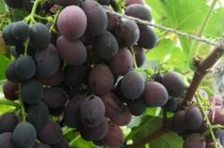 赤峰賈海采摘園地址電話號碼