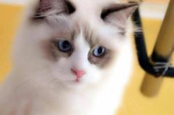 赤峰機(jī)場(chǎng)寵物店電話號(hào)碼