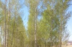 赤峰買賣楊樹介紹人電話號(hào)碼