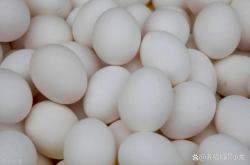 赤峰市回收淘汰雞電話是多少