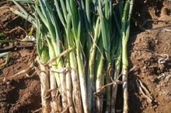 赤峰出售大鵝的地方電話號(hào)碼