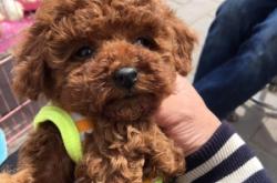 赤峰狗狗收養(yǎng)電話地址是多少號