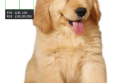 赤峰狗狗造型團(tuán)購電話地址查詢