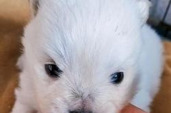 赤峰寵物招領(lǐng)啟事電話號碼查詢