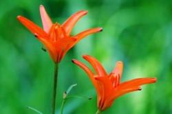 赤峰碧須香皂廠家電話號(hào)碼