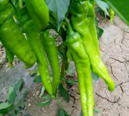 內蒙古赤峰種植辣椒電話地址