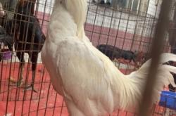 赤峰禽類養(yǎng)殖場電話號碼查詢