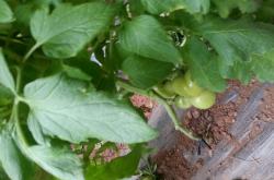 赤峰寧城綠植店電話號(hào)碼