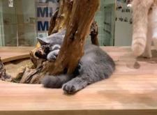 赤峰喵喵貓舍電話地址查詢