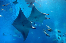 赤峰新海洋生活館電話號碼