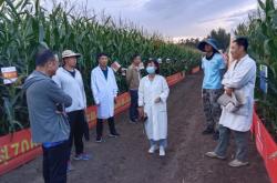 赤峰上門收玉米電話是多少號