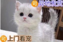 赤峰買狗的地方都在哪