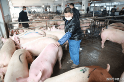 赤峰市生豬屠宰場(chǎng)電話