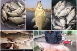 赤峰蚯蚓餌料批發(fā)市場(chǎng)電話號(hào)碼