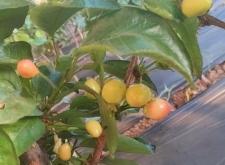 赤峰櫻桃表演工作室電話號碼