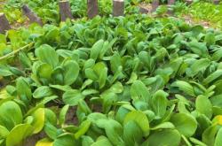 赤峰小豆豆農莊電話多少號