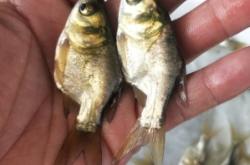 赤峰魚苗批發(fā)市場電話號(hào)碼