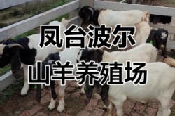 赤峰周邊山羊養(yǎng)殖場電話號碼