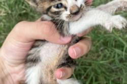 赤峰貓咪送養(yǎng)中心電話地址查詢