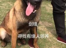 赤峰馬犬領(lǐng)養(yǎng)中心電話地址查詢
