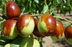 赤峰附近大棗種植基地電話號(hào)碼