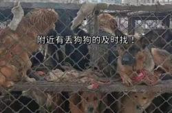 赤峰狗狗造型團(tuán)購(gòu)地址電話號(hào)碼