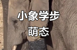 赤峰小象溫度館電話多少號(hào)