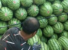 遼寧赤峰收西瓜電話號(hào)碼是多少