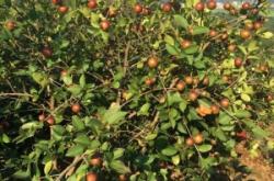 赤峰育苗基地電話多少號