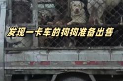 赤峰狗狗玩具專賣店電話號(hào)碼