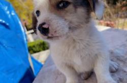 赤峰市狗狗領養(yǎng)電話地址查詢