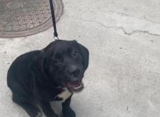 赤峰新城區(qū)丟狗電話號碼