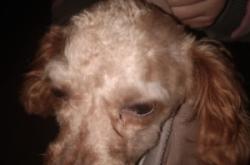 赤峰同城丟狗找主人電話號(hào)碼