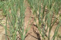 赤峰寧城種植戶電話號碼查詢