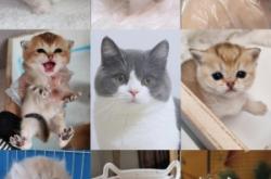 赤峰同城撿貓電話地址查詢