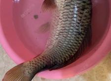 赤峰冰釣大棚出租信息電話號碼